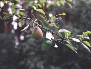 pear